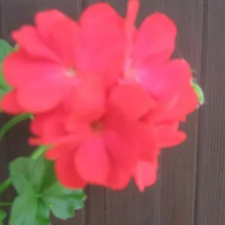 Rehlein Апартаменты *